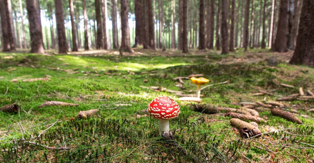 https://www.pexels.com/photo/red-and-white-mushroom-beside-yellow-mushroom-near-green-trees-during-daytime-53154/