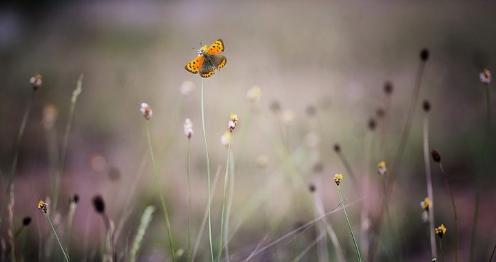 https://www.pexels.com/photo/yellow-and-orange-butterfly-128342/