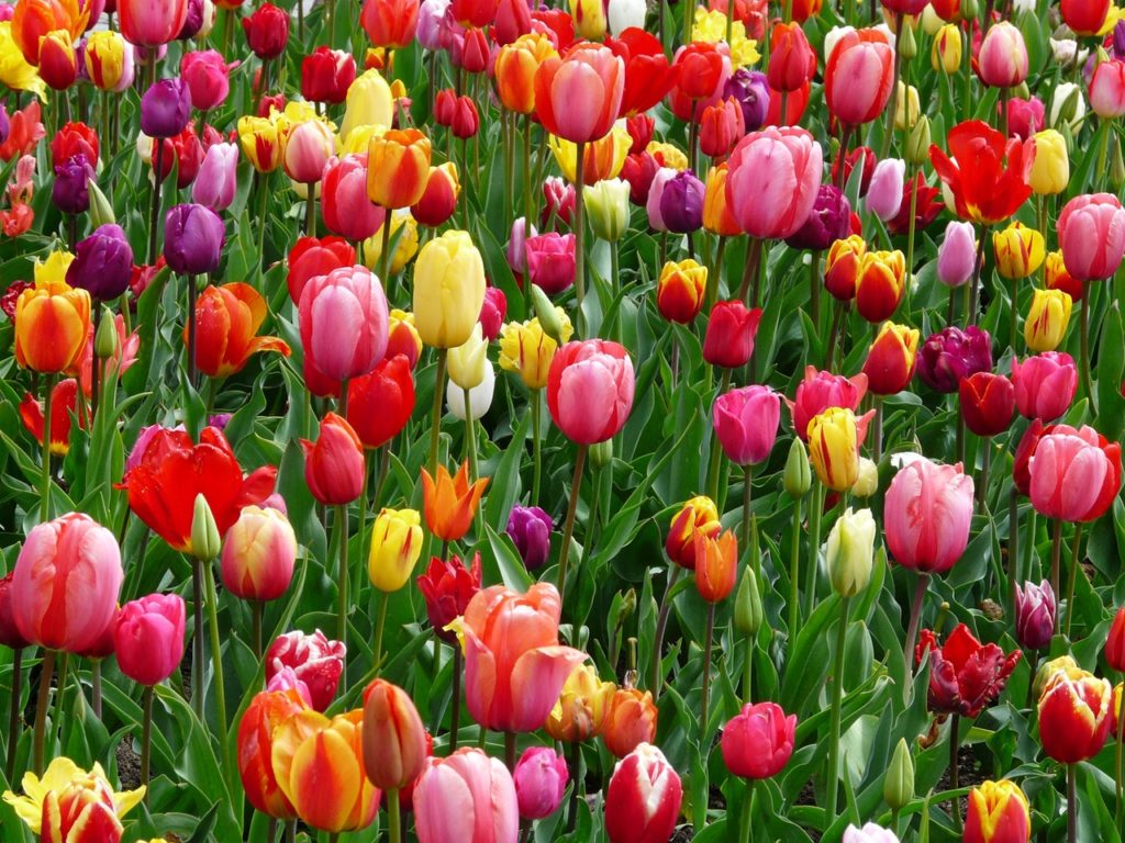 https://www.pexels.com/photo/red-purple-and-yellow-tulip-fields-69776/